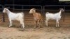 3 X VELDT GOAT CROSS DOE HOEKPLAAS BOERDERY - JOHAN STEINBERG (Per animal to take the lot)
