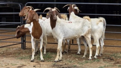 5 X BOER GOAT CROSS DOE HOEKPLAAS BOERDERY - JOHAN STEINBERG (Per animal to take the lot)