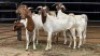 5 X BOER GOAT CROSS DOE HOEKPLAAS BOERDERY - JOHAN STEINBERG (Per animal to take the lot)