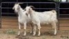 2 X SAVANNA CROSS DOE HOEKPLAAS BOERDERY - JOHAN STEINBERG (Per animal to take the lot)