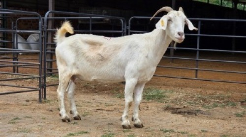 1 X SAVANNA CROSS DOE HOEKPLAAS BOERDERY - JOHAN STEINBERG