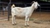 1 X SAVANNA CROSS DOE HOEKPLAAS BOERDERY - JOHAN STEINBERG
