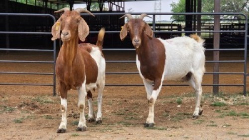 2 X BOER GOAT CROSS DOE HOEKPLAAS BOERDERY - JOHAN STEINBERG (Per animal to take the lot)