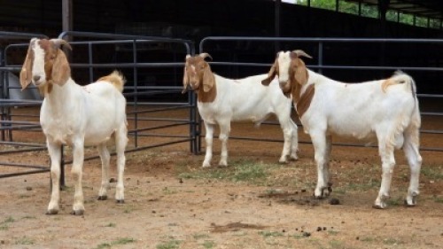 3 X BOER GOAT BUCK DANIE GREEF (Per animal to take the lot)