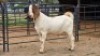 1 X BOER GOAT BUCK DANIE GREEF