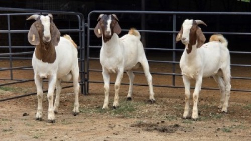 3 X BOER GOAT BUCK DANIE GREEF (Per animal to take the lot)
