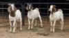 3 X BOER GOAT BUCK DANIE GREEF (Per animal to take the lot)