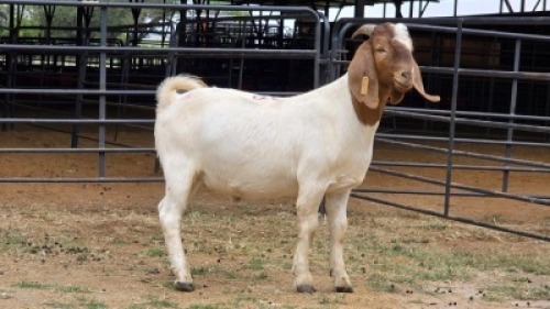 1 X BOER GOAT BUCK DANIE GREEF