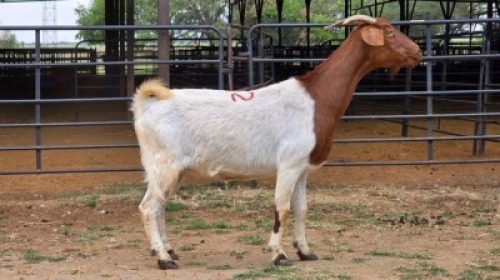 1 X BOER GOAT CROSS DOE HOEKPLAAS BOERDERY - JOHAN STEINBERG