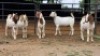 5 X BOER GOAT CROSS DOE DANIE GREEF (Per animal to take the lot)