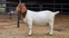 1 X BOER GOAT DOE OBC CORPORATION - FRANCOIS OOSTHUIZEN