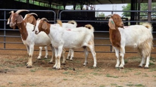 4 X BOER GOAT CROSS DOE HOEKPLAAS BOERDERY - JOHAN STEINBERG (Per animal to take the lot)