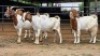 4 X BOER GOAT CROSS DOE HOEKPLAAS BOERDERY - JOHAN STEINBERG (Per animal to take the lot)