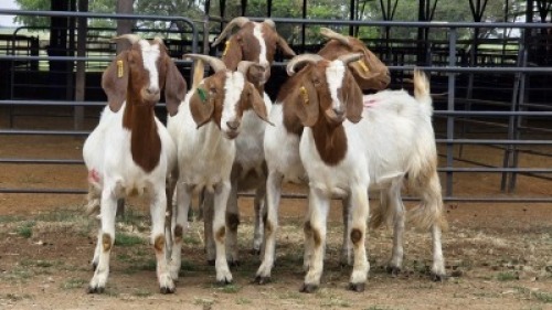 5 X BOER GOAT CROSS DOE HOEKPLAAS BOERDERY - JOHAN STEINBERG (Per animal to take the lot)