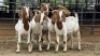 5 X BOER GOAT CROSS DOE HOEKPLAAS BOERDERY - JOHAN STEINBERG (Per animal to take the lot)