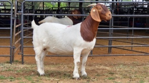 1 X BOER GOAT DOE OBC CORPORATION - FRANCOIS OOSTHUIZEN