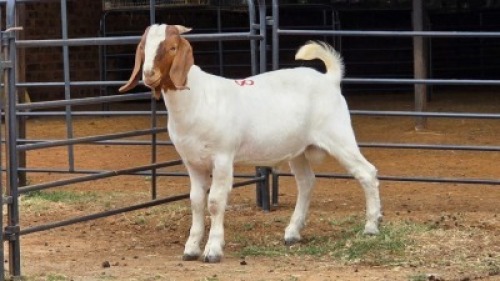 1 X BOER GOAT BUCK PW VAN HEERDEN
