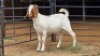 1 X BOER GOAT BUCK PW VAN HEERDEN