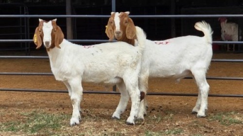 2 X BOER GOAT BUCK PW VAN HEERDEN (Per animal to take the lot)