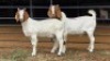 2 X BOER GOAT BUCK PW VAN HEERDEN (Per animal to take the lot)
