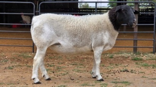 1 X DORPER EWE MAJU DORPERS - MATTHYS STEENBERG