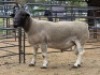 1 X DORPER RAM MAJU DORPERS - MATTHYS STEENBERG