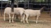 3 X DORPER EWE TIERPOORT DORPERS (Per animal to take the lot)