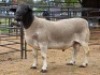 1 X DORPER RAM MAJU DORPERS - MATTHYS STEENBERG