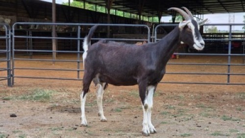 1+1 X BRITISH ALPINE MILK GOAT DOE NKHUMELENI GENETIKA EN TELING