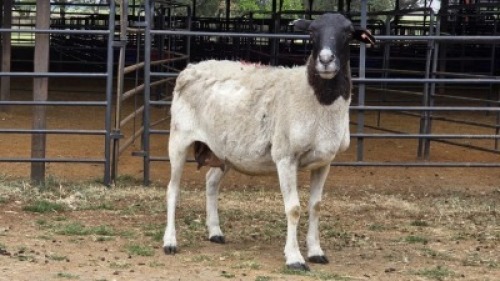 1 X DORPER EWE MAJU DORPERS - MATTHYS STEENBERG