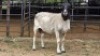 1 X DORPER EWE MAJU DORPERS - MATTHYS STEENBERG