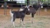 1+1 X BRITISH ALPINE MILK GOAT DOE NKHUMELENI GENETIKA EN TELING