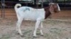 1 X BOER GOAT BUCK NKHUMELENI GENETIKA EN TELING