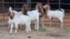 5 X BOER GOAT DOE NKHUMELENI GENETIKA EN TELING (Per animal to take the lot)