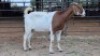 1 X BOER GOAT DOE NKHUMELENI GENETIKA EN TELING