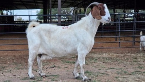 1 X BOER GOAT DOE NKHUMELENI GENETIKA EN TELING