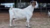 1 X BOER GOAT DOE NKHUMELENI GENETIKA EN TELING