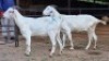 2 X SAVANNA DOE NKHUMELENI GENETIKA EN TELING (Per animal to take the lot)