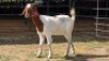 1 X BOER GOAT DOE ELROI