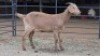 1 X KALAHARI RED DOE NKHUMELENI GENETIKA EN TELING