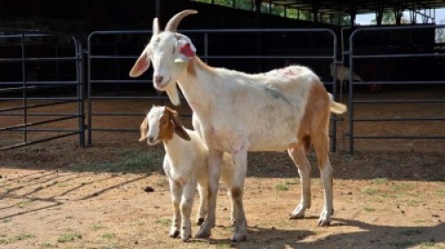 1+1 X BOER GOAT CROSS DOE ELROI