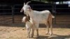 1+1 X BOER GOAT CROSS DOE ELROI