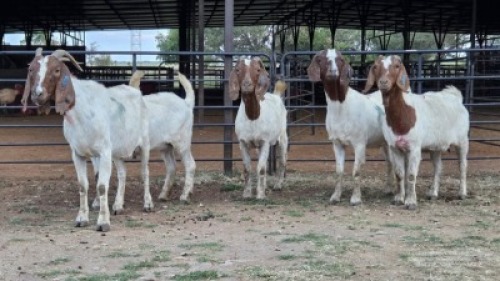 5 X BOER GOAT DOE NKHUMELENI GENETIKA EN TELING (Per animal to take the lot)