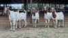 5 X BOER GOAT DOE NKHUMELENI GENETIKA EN TELING (Per animal to take the lot)