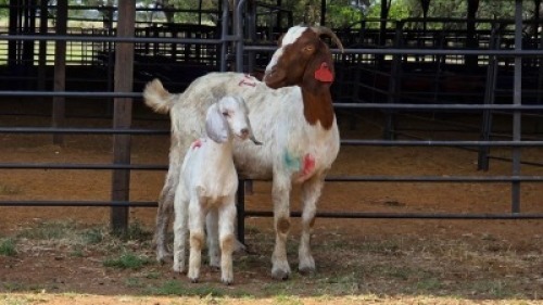 1+1 X BOER GOAT DOE ELROI