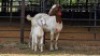 1+1 X BOER GOAT DOE ELROI