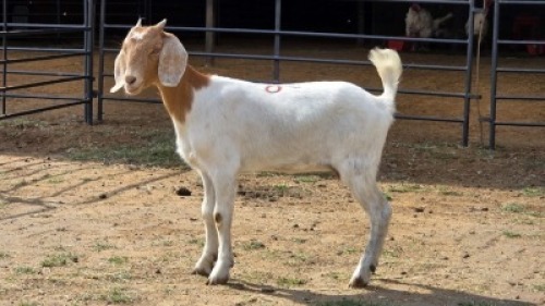 1 X BOER GOAT DOE ELROI