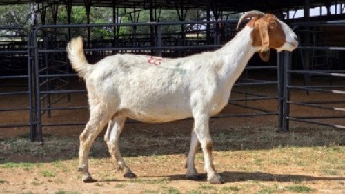 1 X BOER GOAT DOE ELROI