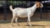 1 X BOER GOAT DOE ELROI