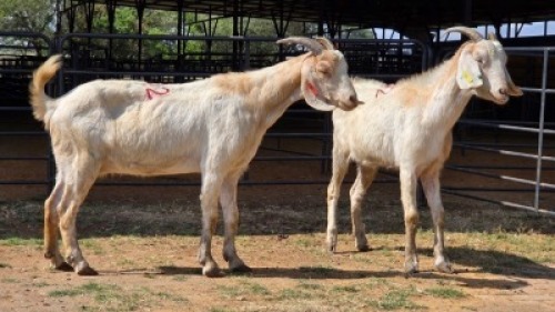 2 X BOER GOAT CROSS DOE ELROI (Per animal to take the lot)